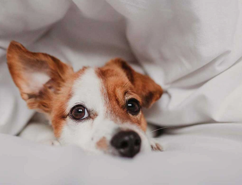  Pet Friendly Rooms